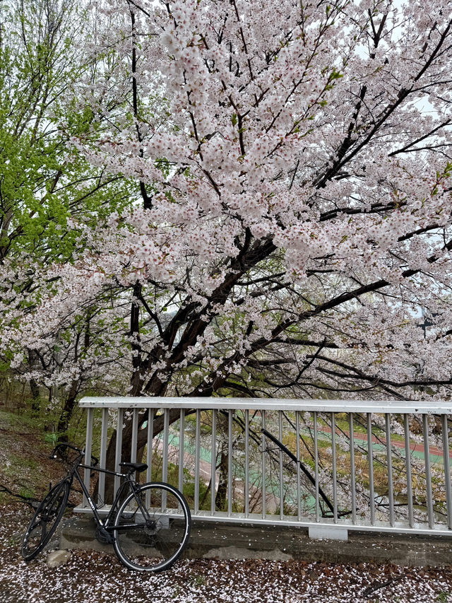 의정부 벚꽃명소 🌸 비가와도 포기 못해요