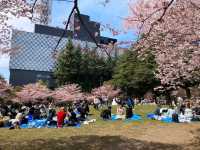 仙台賞櫻-小巧精美的錦町公園