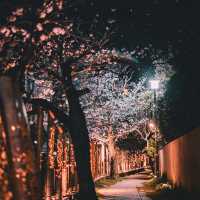 Sakura Serenity — Strolling Along Matsukawa River in Ito