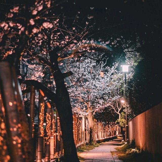 Sakura Serenity — Strolling Along Matsukawa River in Ito