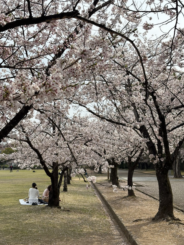 姬路公園-四月上旬，滿開時份，壯觀櫻花隧道