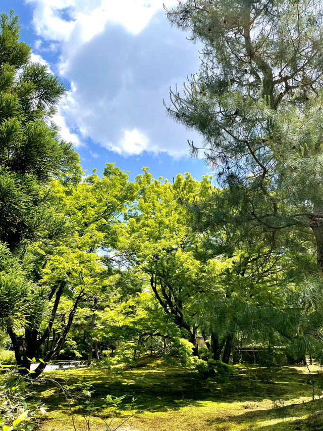 【京都】青紅葉、苔の緑、空、水の流れに魅了される素晴らしい空間