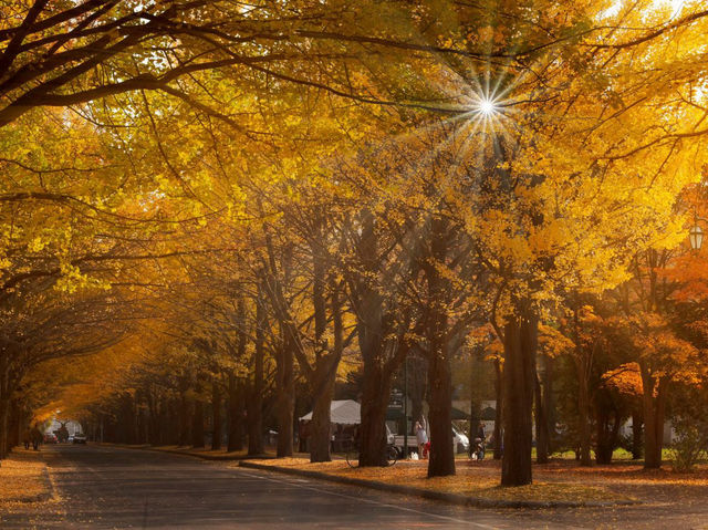 “Petals & Pathways: Springtime at Hokkaido University”