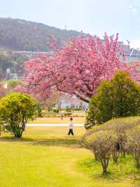 부산 유엔기념공원 겹벚꽃 만개 소식🇺🇳🌸