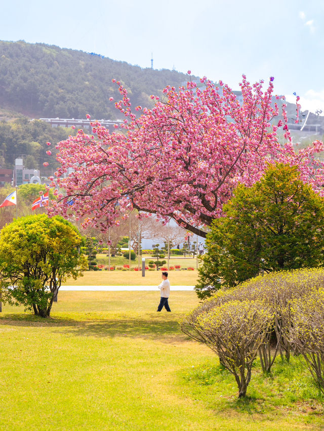부산 유엔기념공원 겹벚꽃 만개 소식🇺🇳🌸