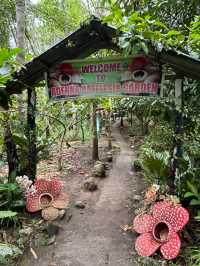 🌺 Adenna Rafflesia Garden – Witness the World’s Largest Flower in Sabah