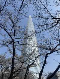 Cherry Blossoms Guide for Seokchon Lake