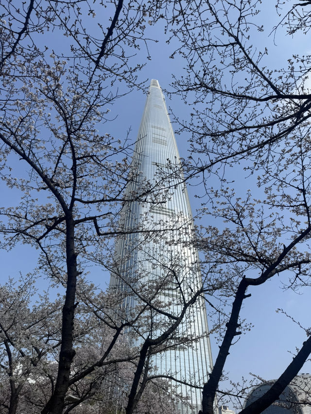Cherry Blossoms Guide for Seokchon Lake