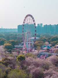 Sakura Vibe from Gucun Park, Shanghai 🇨🇳🌸