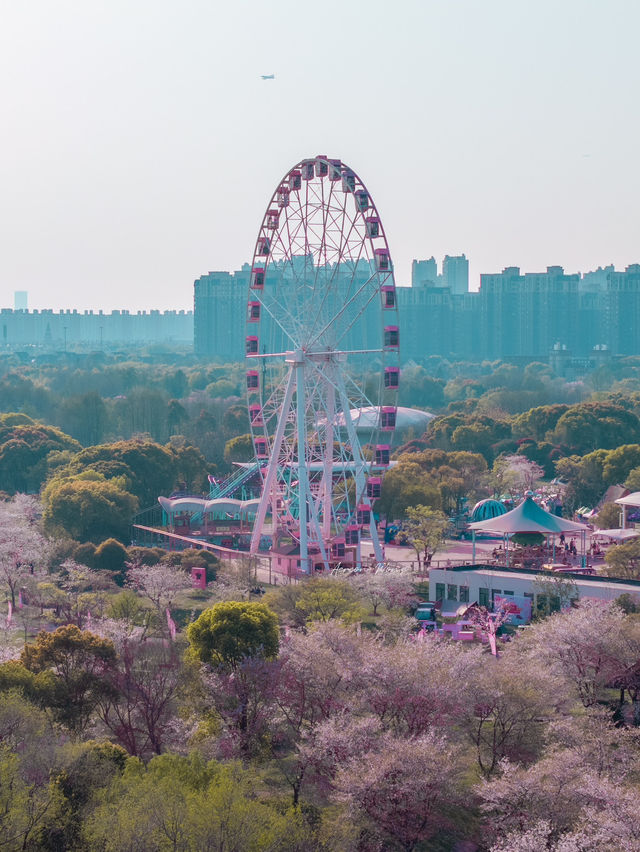 Sakura Vibe from Gucun Park, Shanghai 🇨🇳🌸