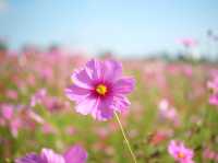 หน้าหนาวไปชมดอกไม้ "ไร่สิงห์ปาร์ค เชียงราย"🌸
