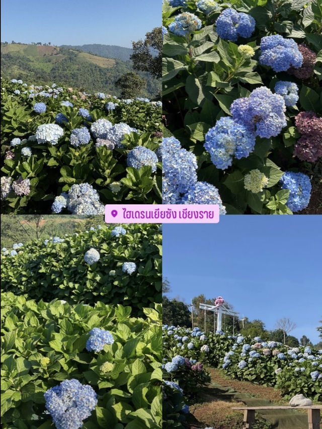 เชียงราย Chiang Rai