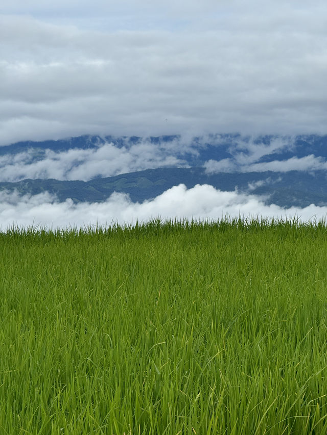 ที่พักบ้านป่าบงเปียง จ.เชียงใหม่ 🏡⛰️🌦️🌾