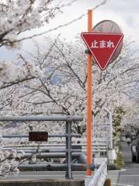 Nara | A Hidden Gem for Cherry Blossoms in Kansai 🌸🚶‍♀️