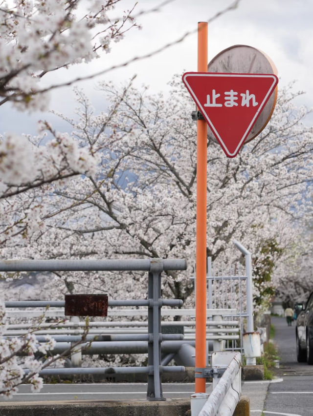 Nara | A Hidden Gem for Cherry Blossoms in Kansai 🌸🚶‍♀️