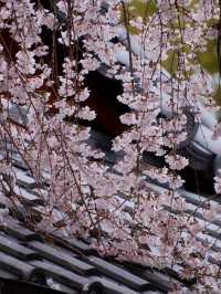 Kyoto’s Hidden Cherry Blossom Waterfall—Unbelievably Beautiful! 🌸💫