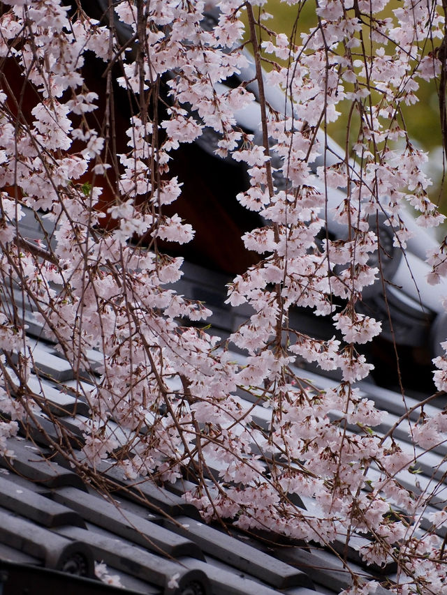 Kyoto’s Hidden Cherry Blossom Waterfall—Unbelievably Beautiful! 🌸💫