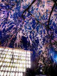 Ueno Onshi Park Sakura | Tokyo's Most Celebrated Cherry Blossom Festival