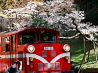 Alishan Cherry Blossoms: A Misty Mountain Dream in Taiwan