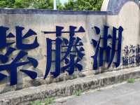 #紫籐湖-雲林縣斗六市