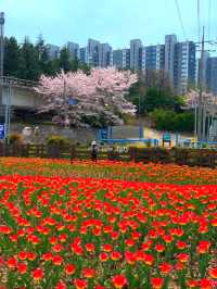 봄은 피크닉의 계절! 부산 및 근교 피크닉 공원 여행코스 🌱