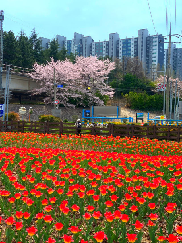 봄은 피크닉의 계절! 부산 및 근교 피크닉 공원 여행코스 🌱