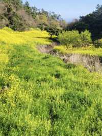 Golden Waves of Spring: Immersing Yourself in the Canola Fields of 엉덩물계곡, Jeju