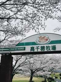 Blossoms and Bovine: Springtime at Takachiho Farm