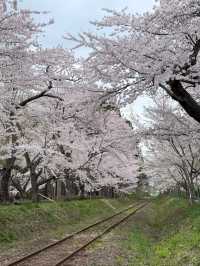 Tsurunodai Bridge Sakura | Where Cranes Dance with Late Blooms