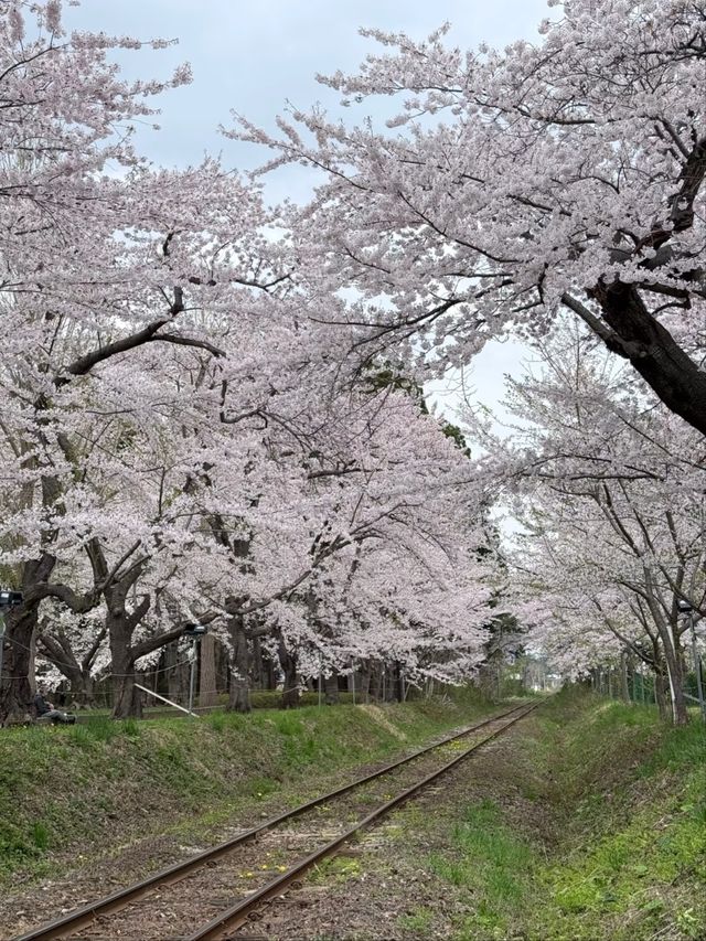 Tsurunodai Bridge Sakura | Where Cranes Dance with Late Blooms