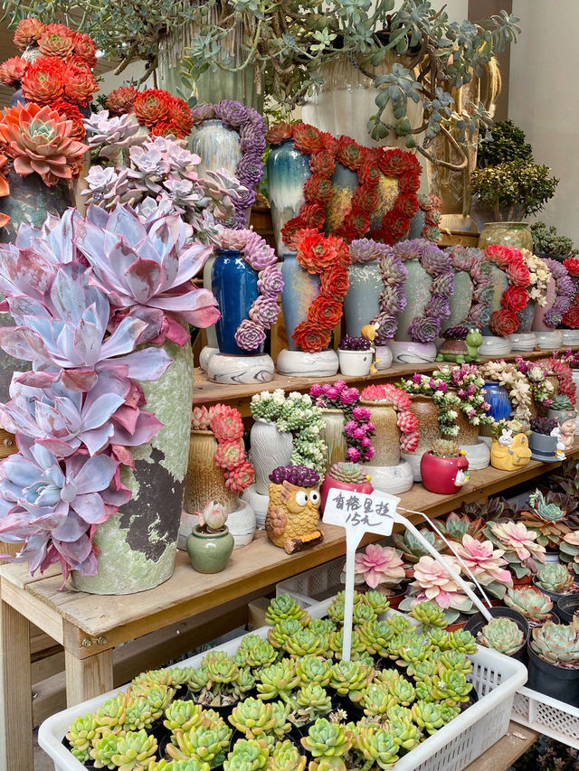 深圳｜💐我想停留在這花花世界裏不回家🌸