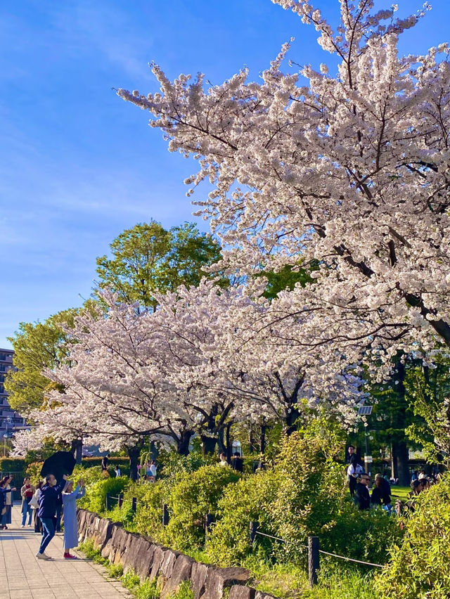 🌸 Tokyo Cherry Blossom Season | Fun at Fushimi Park Sakura Festival & Windmill Night Views