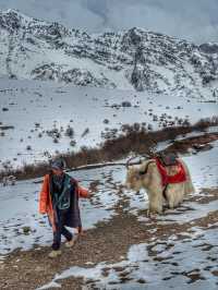 Breathing the Sky: A Calm Escape to Yak Meadow (牦牛坪) on Jade Dragon Snow Mountain