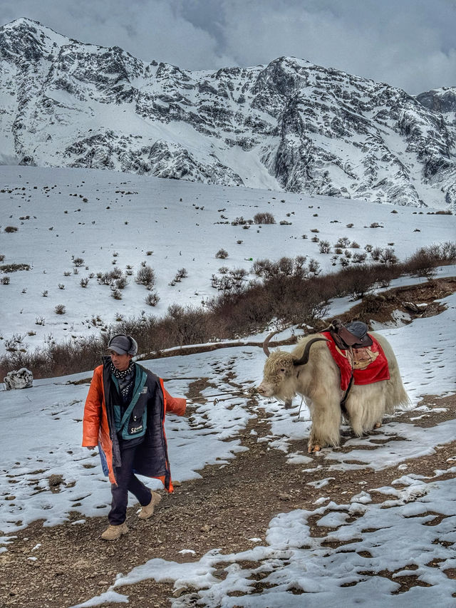 Breathing the Sky: A Calm Escape to Yak Meadow (牦牛坪) on Jade Dragon Snow Mountain