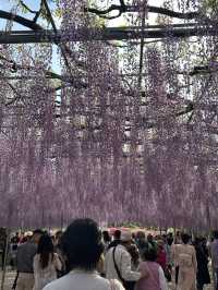 【足利】満開の藤の花を楽しもう