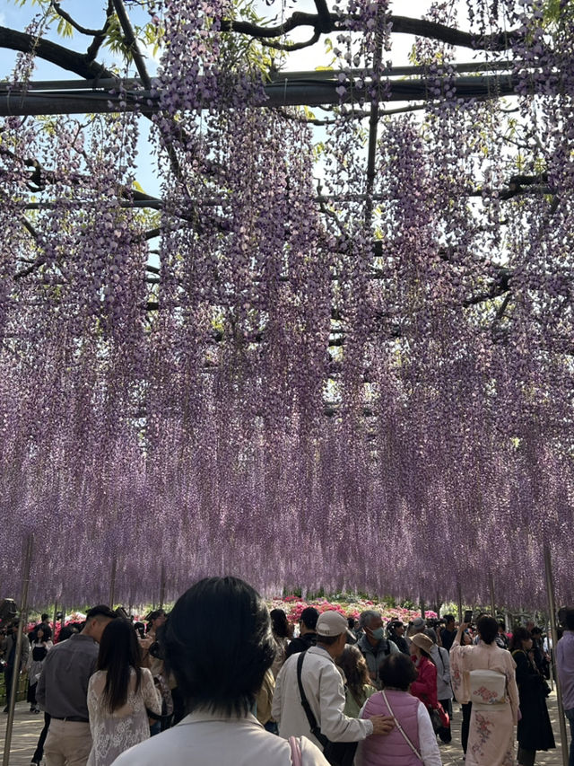 【足利】満開の藤の花を楽しもう