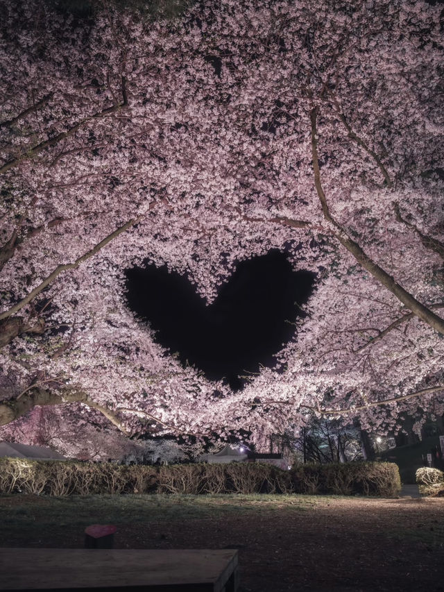 日本🇯🇵｜超浪漫的櫻花愛心🌸🩷