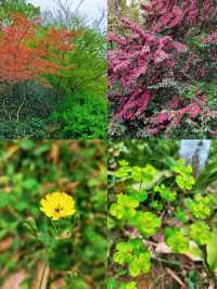 🌳 Jubao Mountain Park: A Hidden Gem in Nanjing 🌸