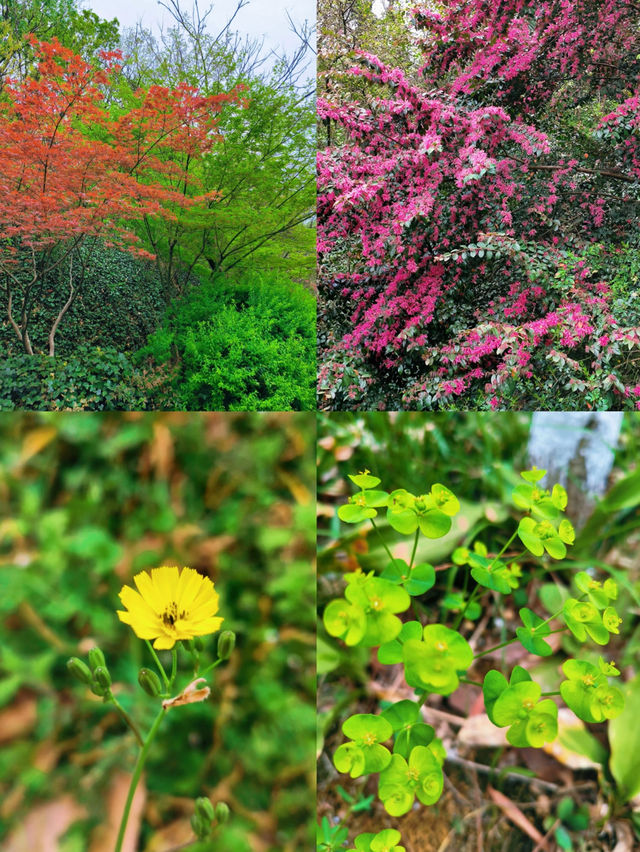 🌳 Jubao Mountain Park: A Hidden Gem in Nanjing 🌸