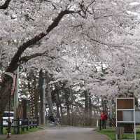 “Petals by the Lake: Sakura Reflections of Ashinoko” 