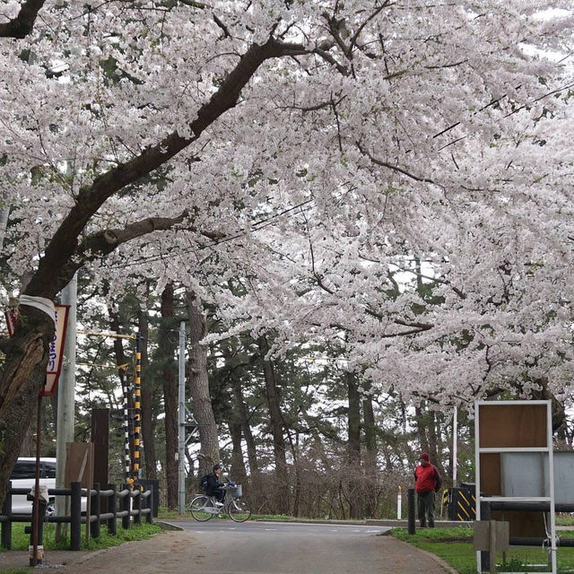 “Petals by the Lake: Sakura Reflections of Ashinoko” 