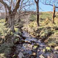 Grizedale Brook