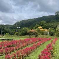 Songkhla Flower Farm สวนดอกไม้แห่งแรกในสงขลา