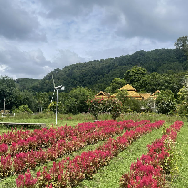 Songkhla Flower Farm สวนดอกไม้แห่งแรกในสงขลา
