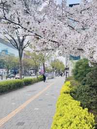 Seoul Cherry Blossom Season: Early April Was So Worth It! 🌸🇰🇷✨