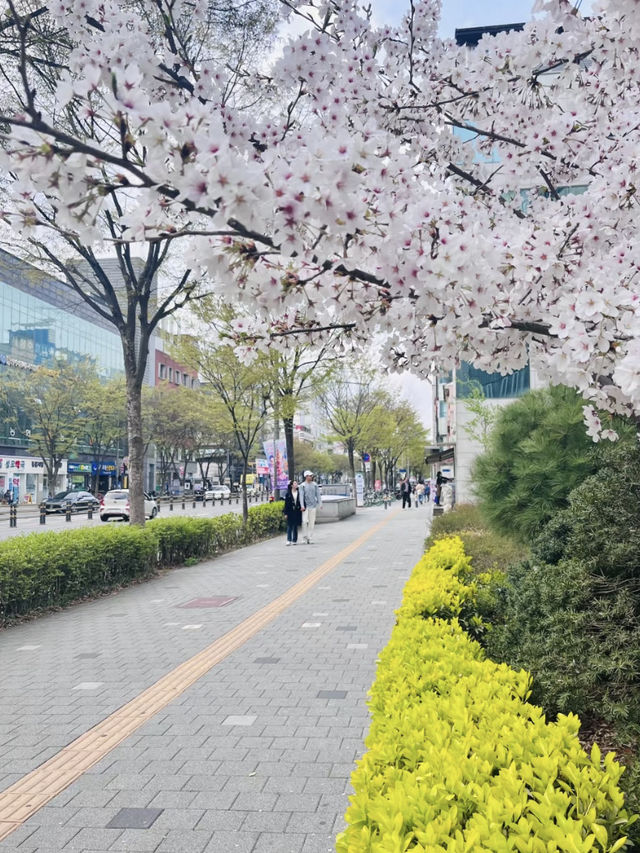Seoul Cherry Blossom Season: Early April Was So Worth It! 🌸🇰🇷✨