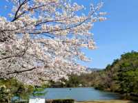 寶池公園櫻之林，京都本地人熱門的賞櫻景點