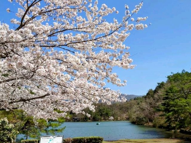 寶池公園櫻之林，京都本地人熱門的賞櫻景點