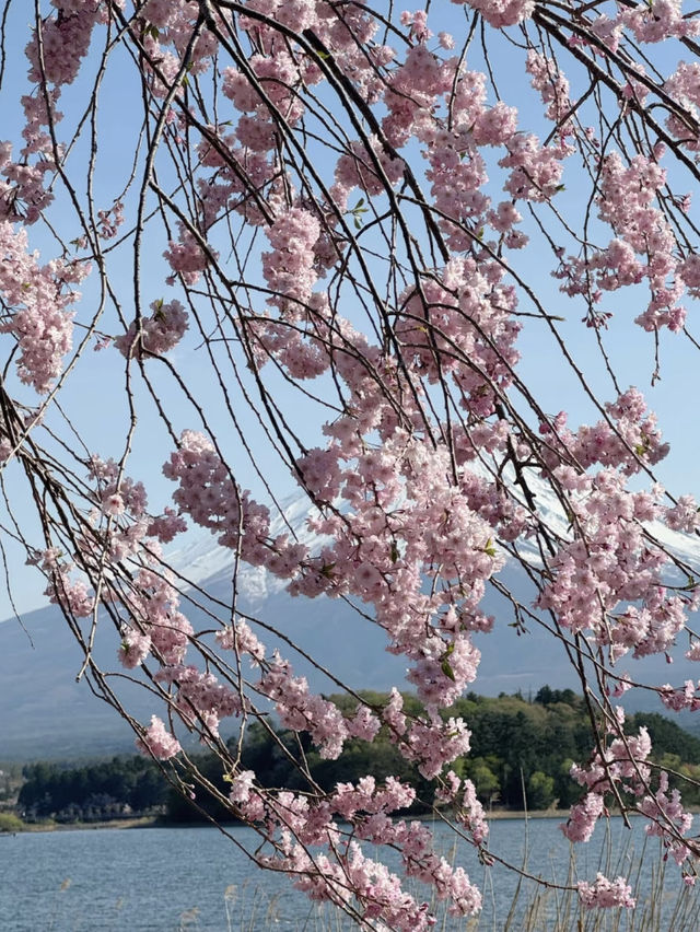 A Dream-Come-True Day at Mt. Fuji with Cherry Blossom Snowfall