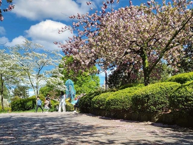 仙台市中心賞櫻好去處---榴岡公園，白天晚上都很夢幻！